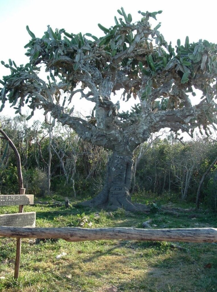Giant Cactus Tree Dendrocereus nudiflorus