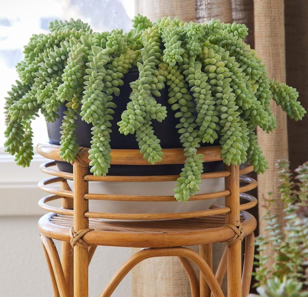 What kind of Incubus Plant is this and how would I care for it?