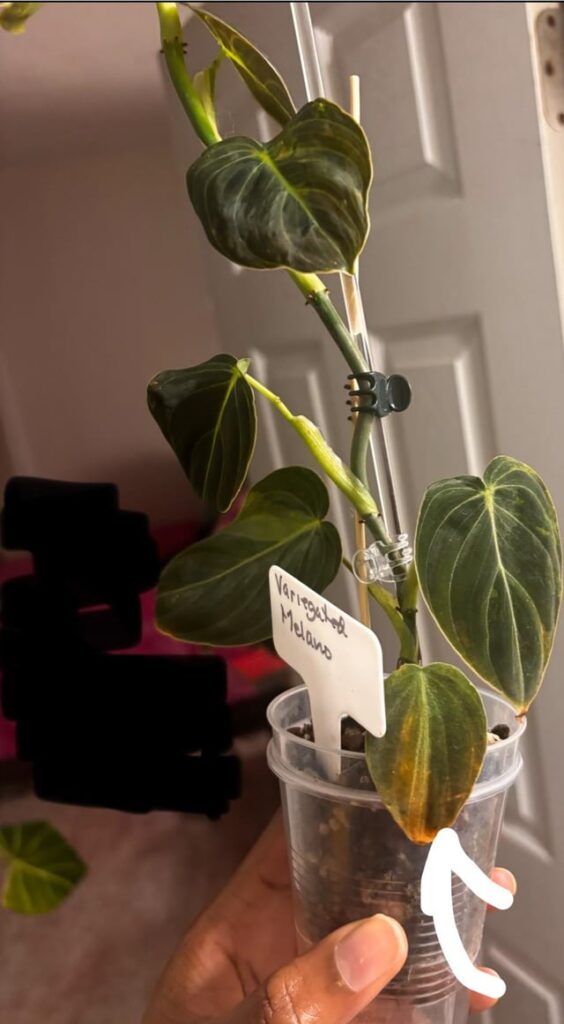 Is this a variegation or a yellowing leaf?