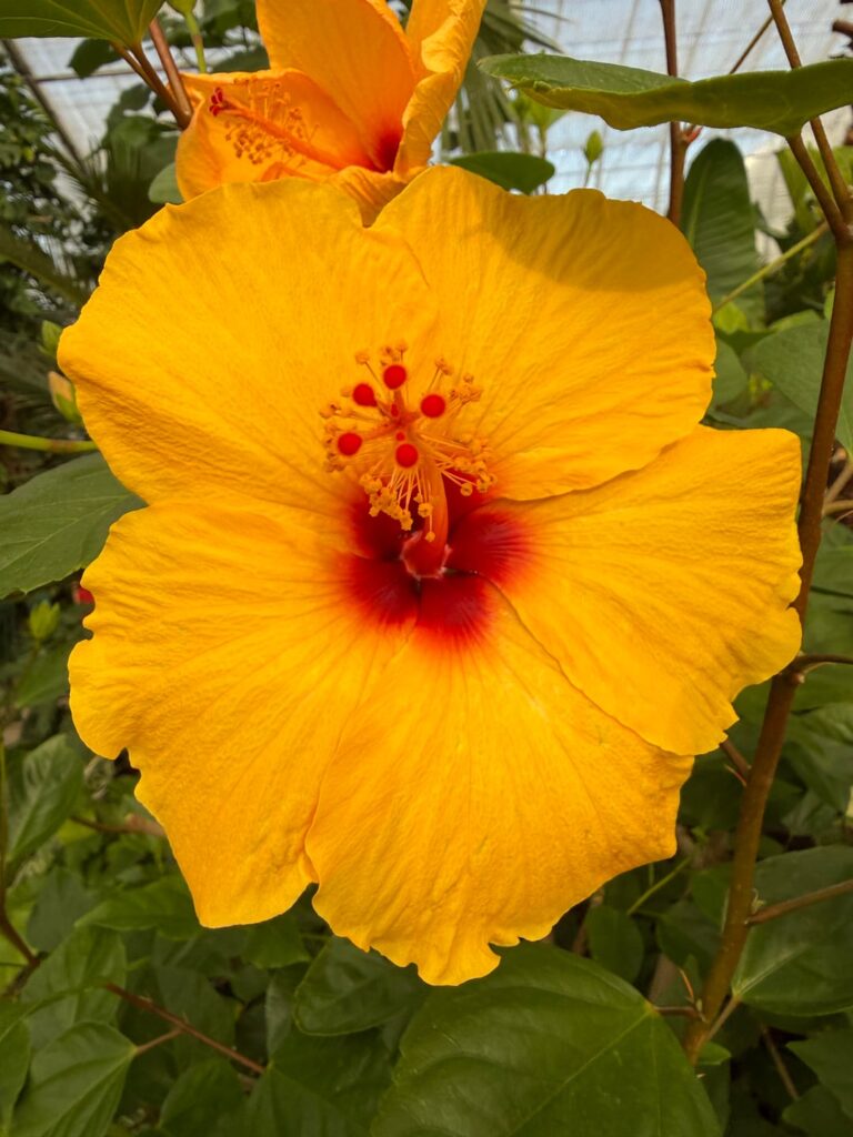 Which is do you like better ?