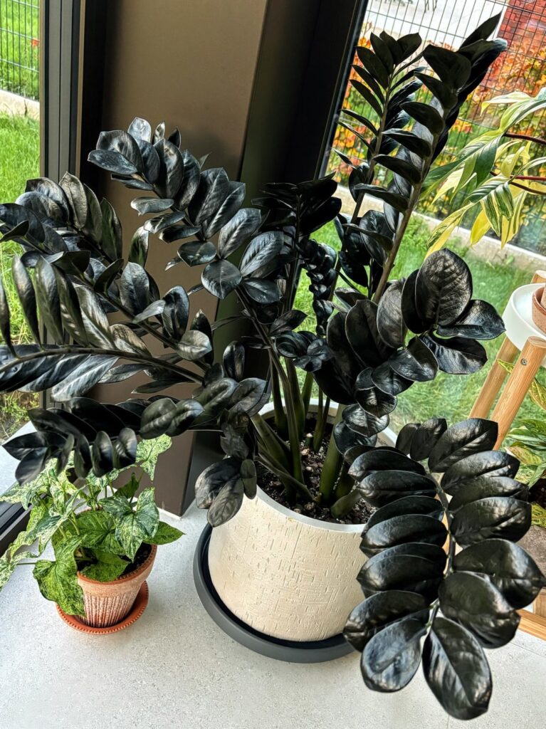 4 years growth progress