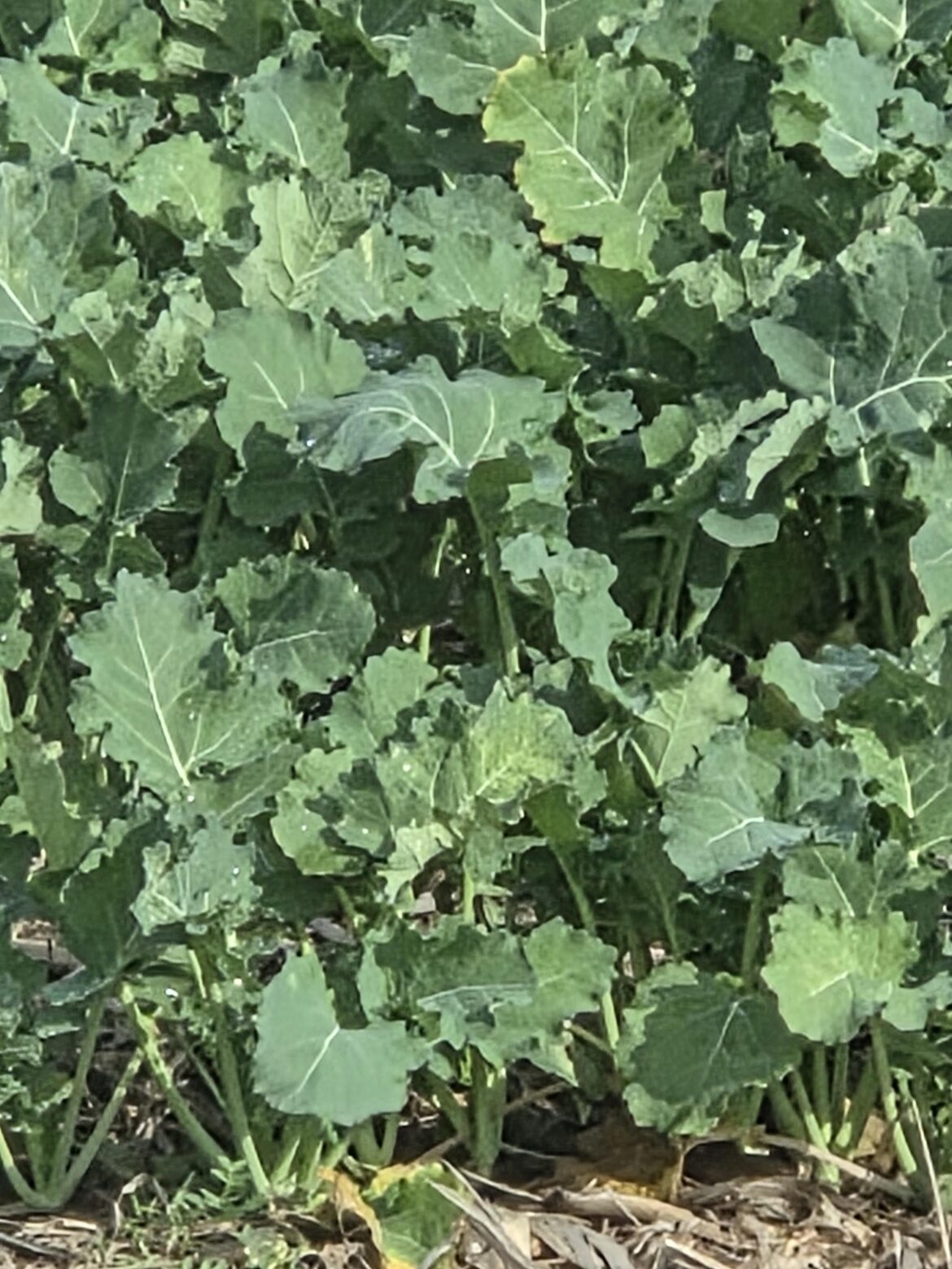 Kentucky 7a farmfield. Think its kale or similar, theyve never planted this before Kentucky 7a farmfield. Think its kale or similar, theyve never planted this before