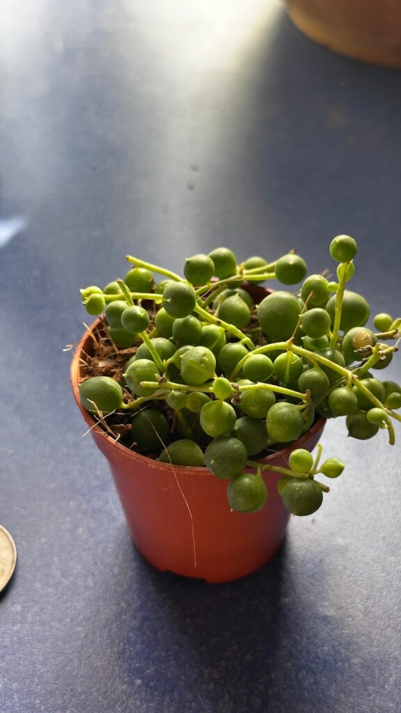Adequate soil for stringy plants? Adequate soil for stringy plants?