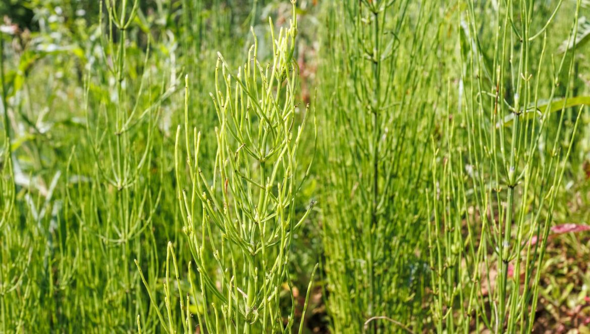 ‘They’ve survived in the harshest conditions’ One Reddit user reached out for advice on how to get rid of horsetail in their garden.