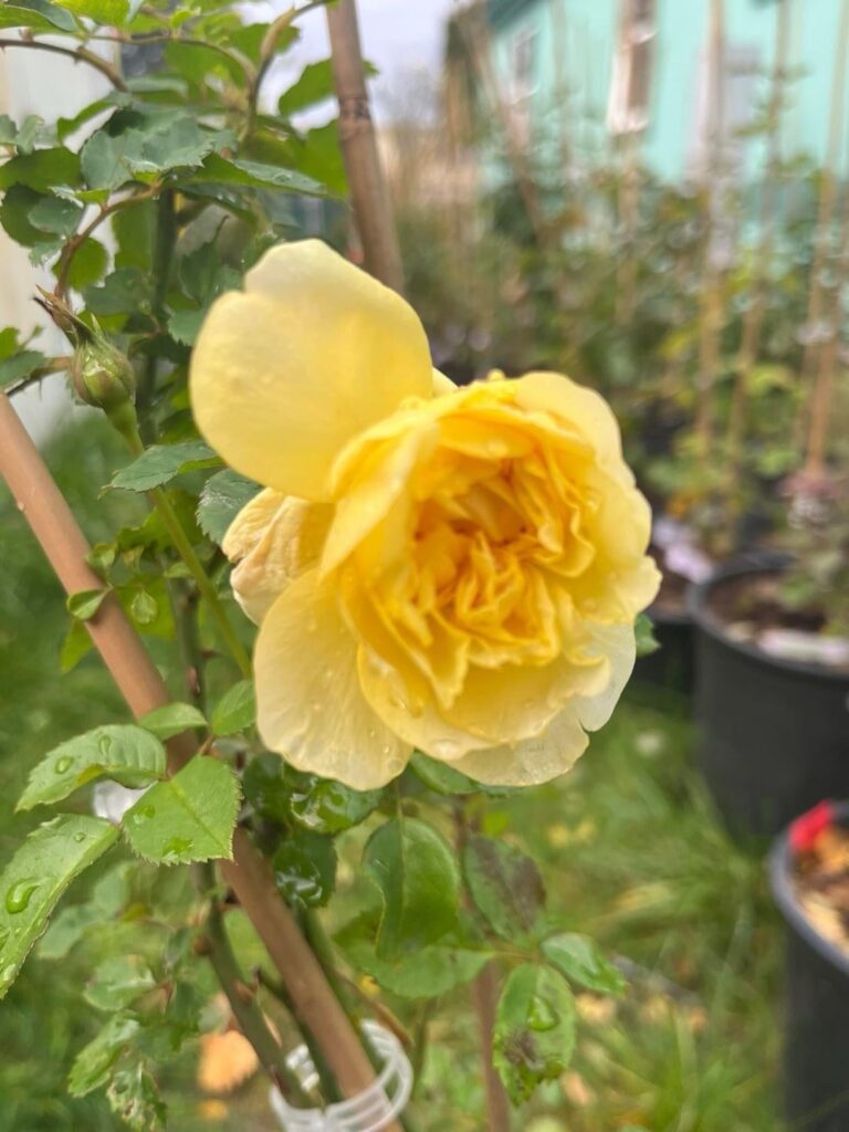 The Poet’s Wife “English Shrub” David Austin