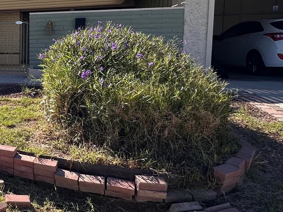 The Reddit gardening community helped a new homeowner deal with a pesky Mexican petunia plant in their yard.