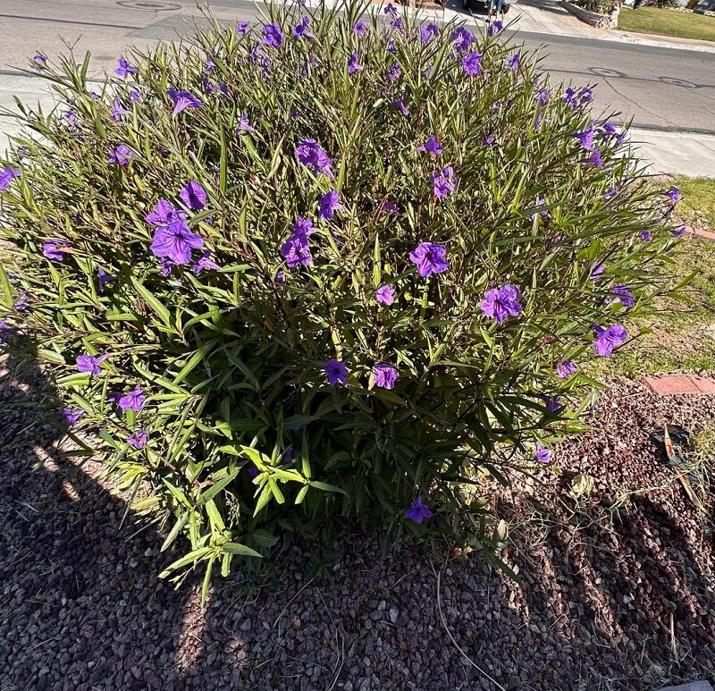 The Reddit gardening community helped a new homeowner deal with a pesky Mexican petunia plant in their yard.