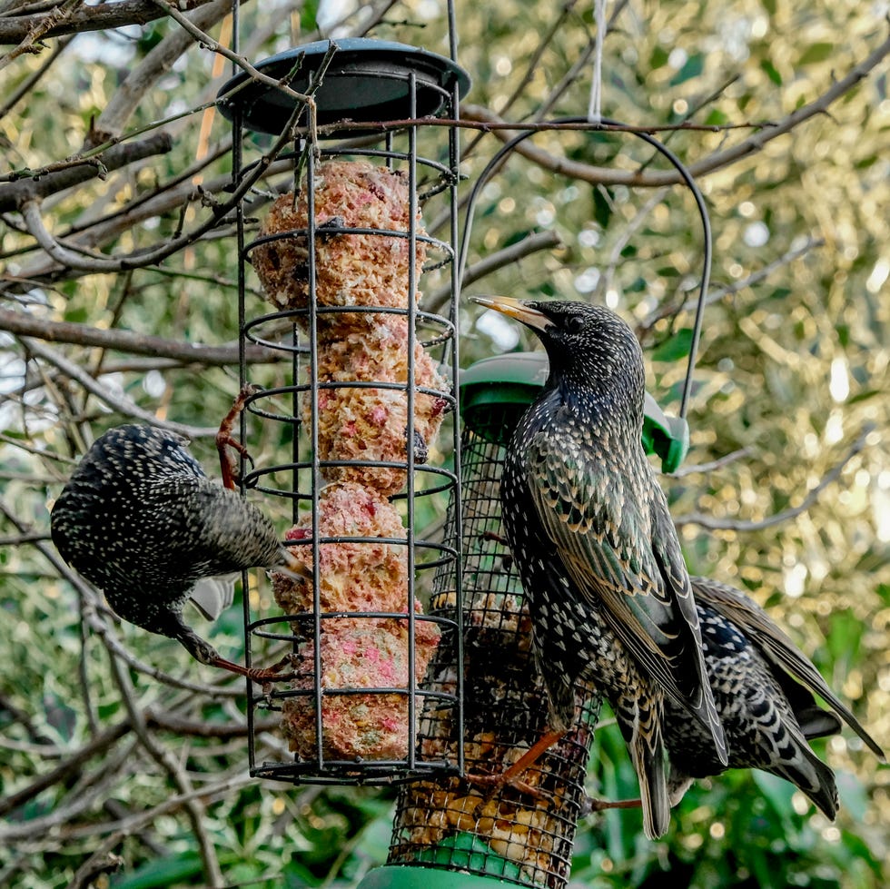 birds at a hanging feeder