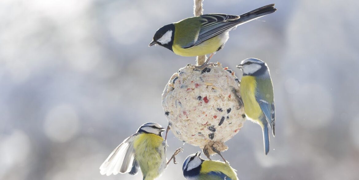 The Simple Winter Feeding Hack Garden Birds Rely On To Stay Warm