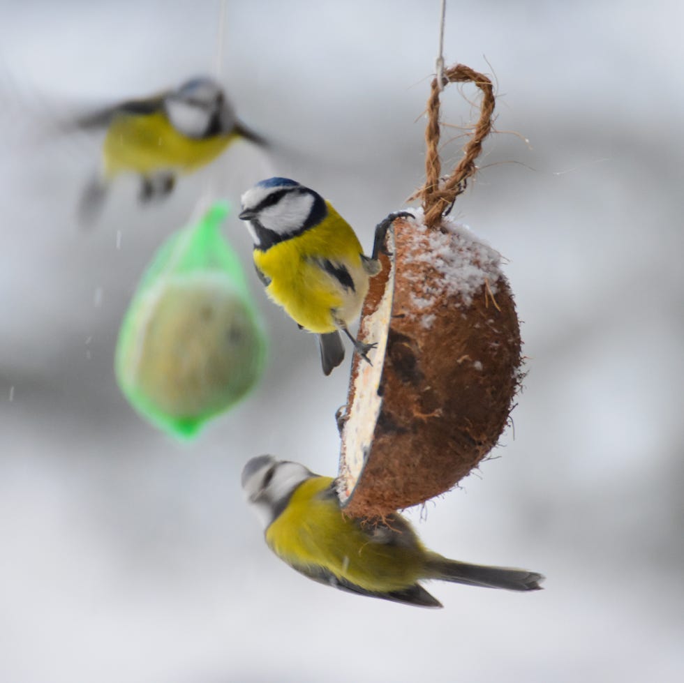 wildlife in the garden