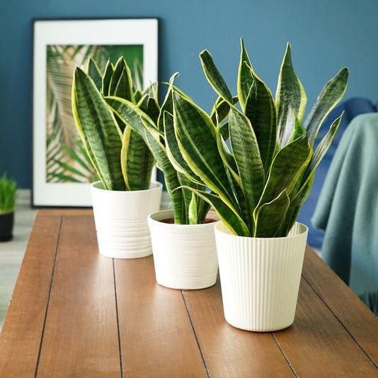 best plants for bedroom snake plant