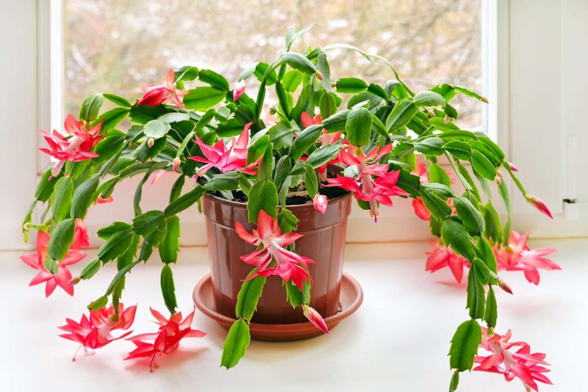 How to Get Christmas Cactus to Bloom on Time