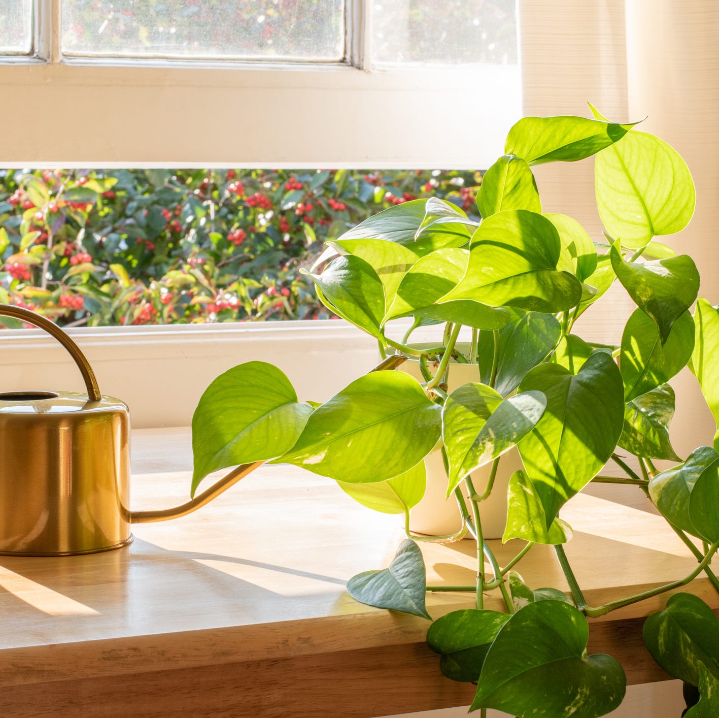 best plants for bedroom pothos