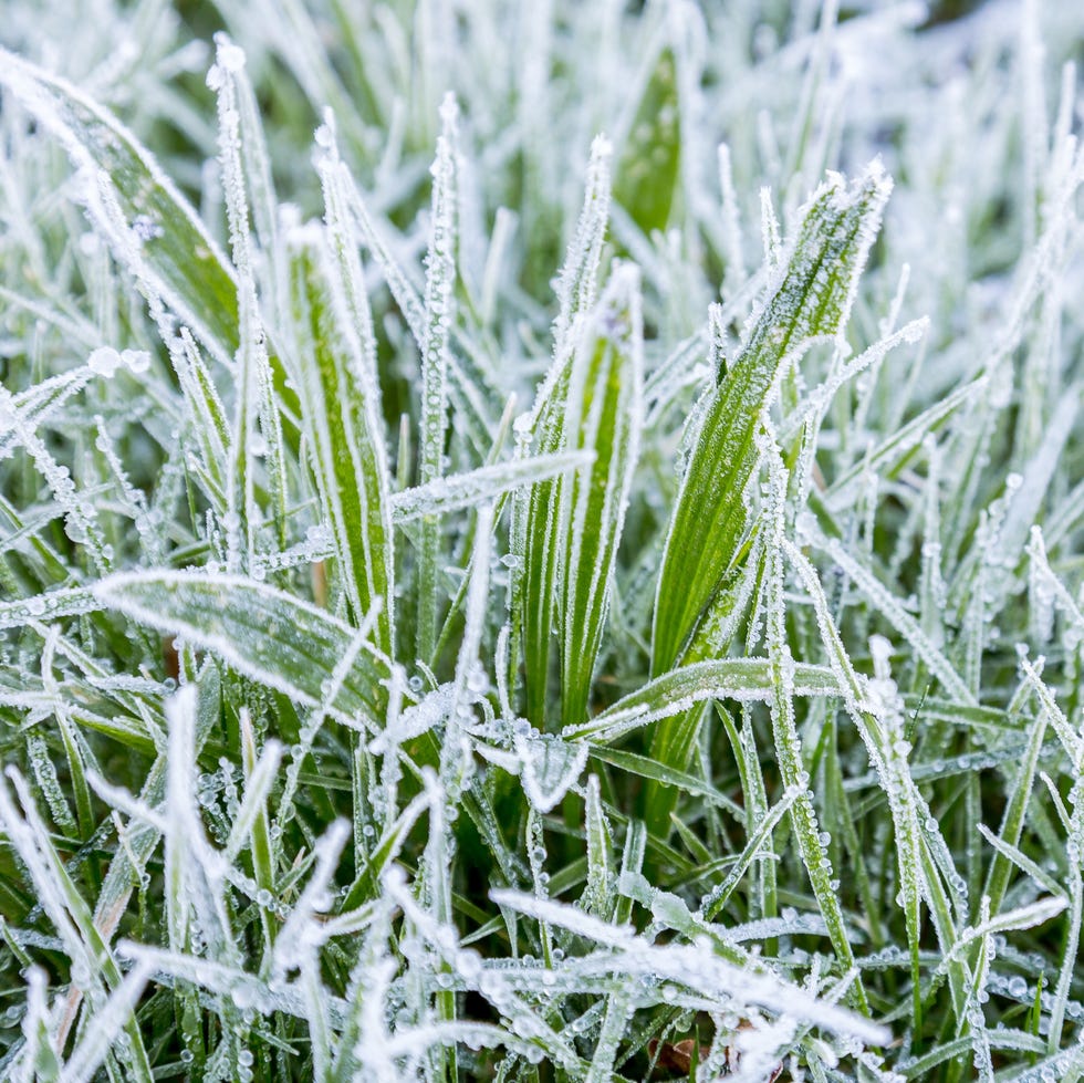 frosted grass