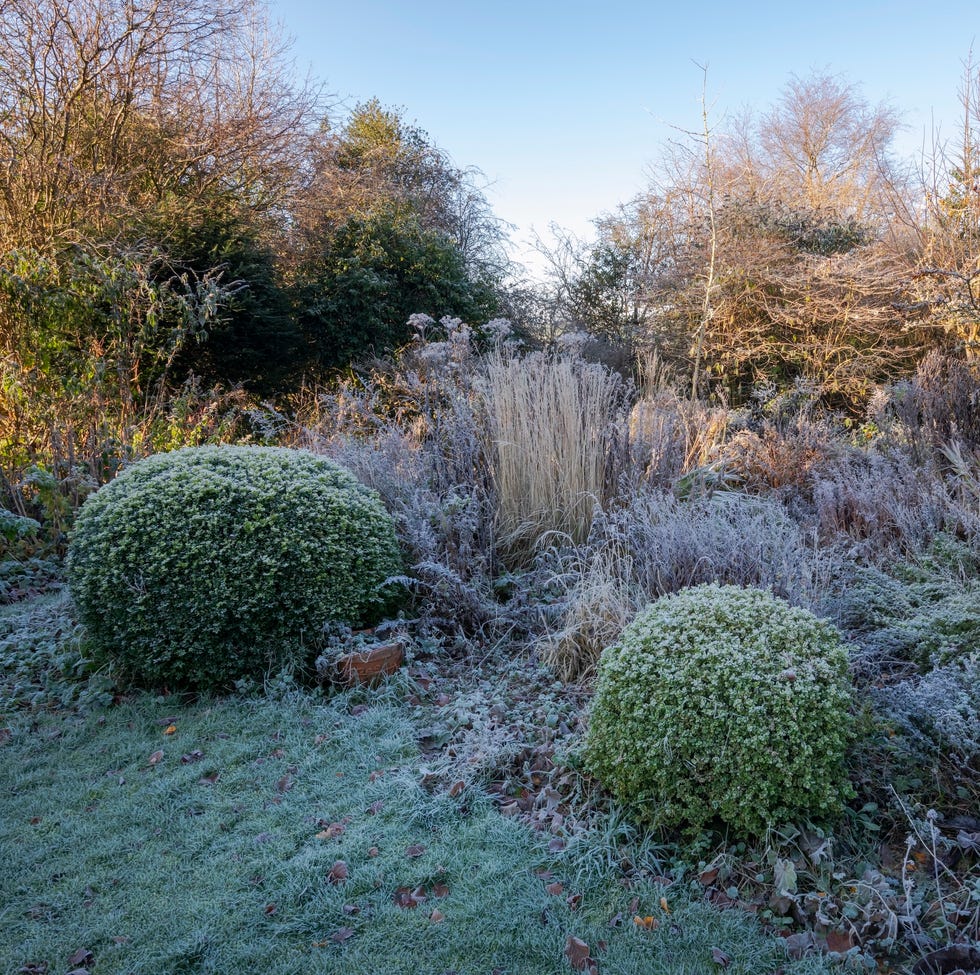 mixed shrubs and perennials covered in morning frost