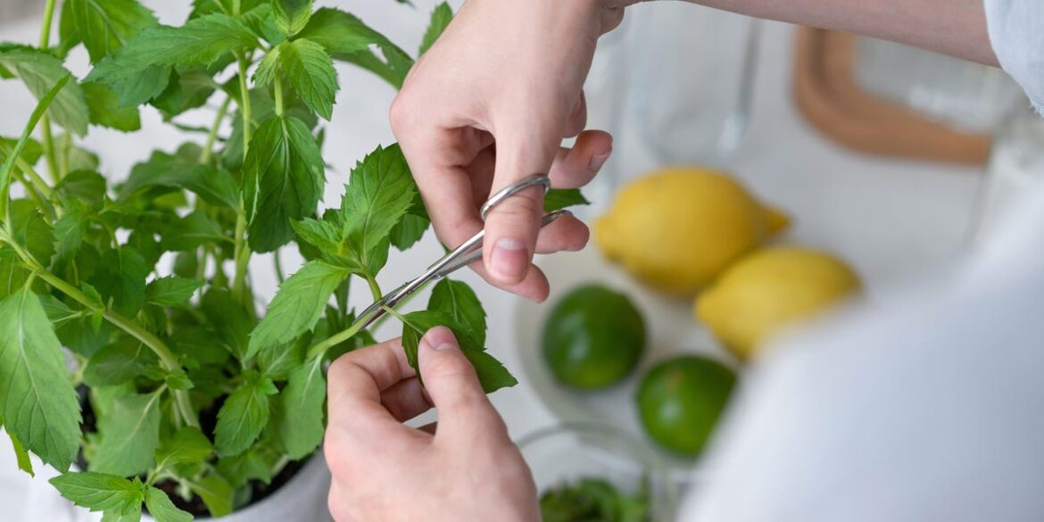 How to Grow an Herb Garden Indoors How to Grow an Herb Garden Indoors