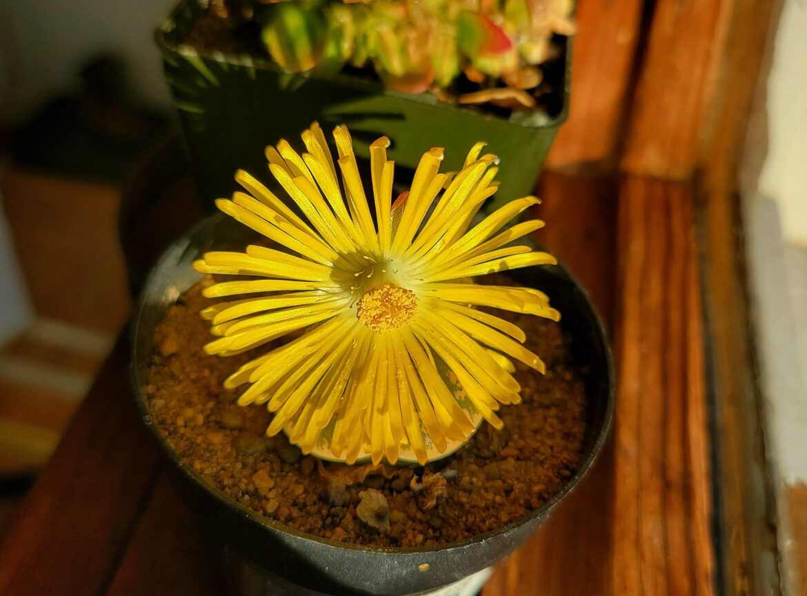 My Lithops flower finally popped open!
