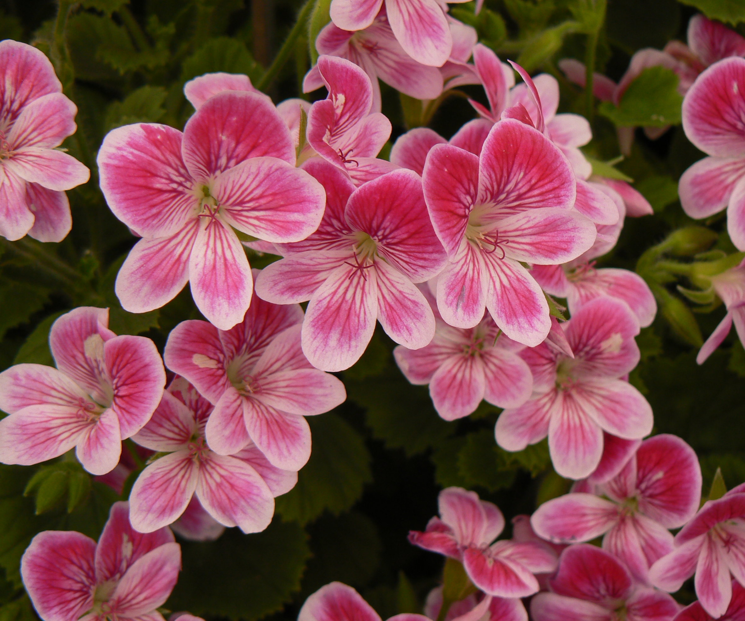 Pelargonium Cottenham Cheer Angel at the Chelsea Flower Show