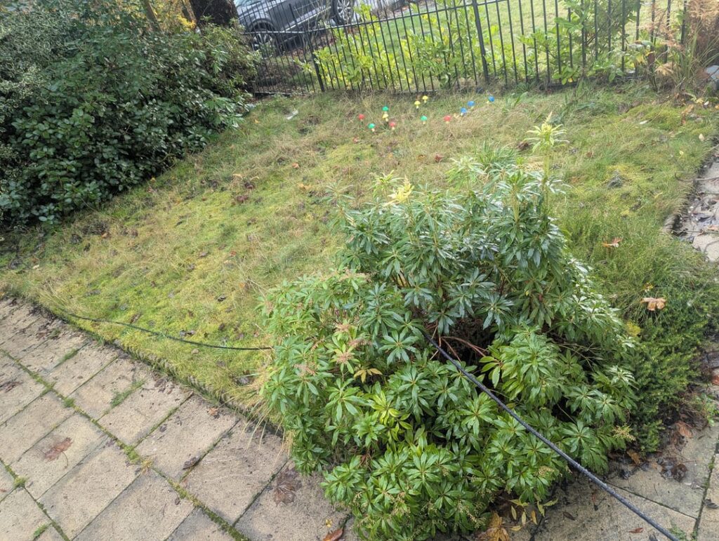 Scotland - very damp conditions. Completely new to this - does my basic approach sound ok?