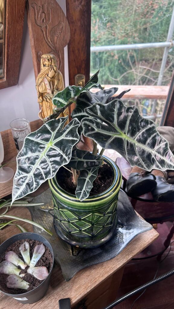 My started collection as a big plant noob My started collection as a big plant noob