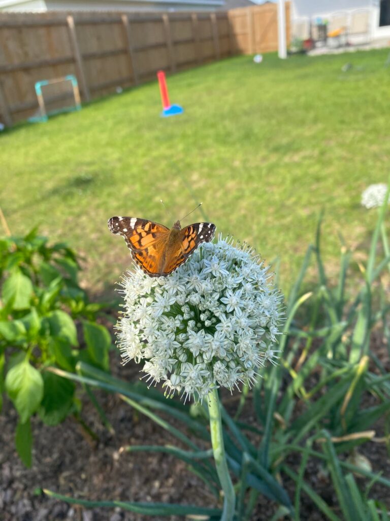 This is your sign to grow more flowers for pollinators next season