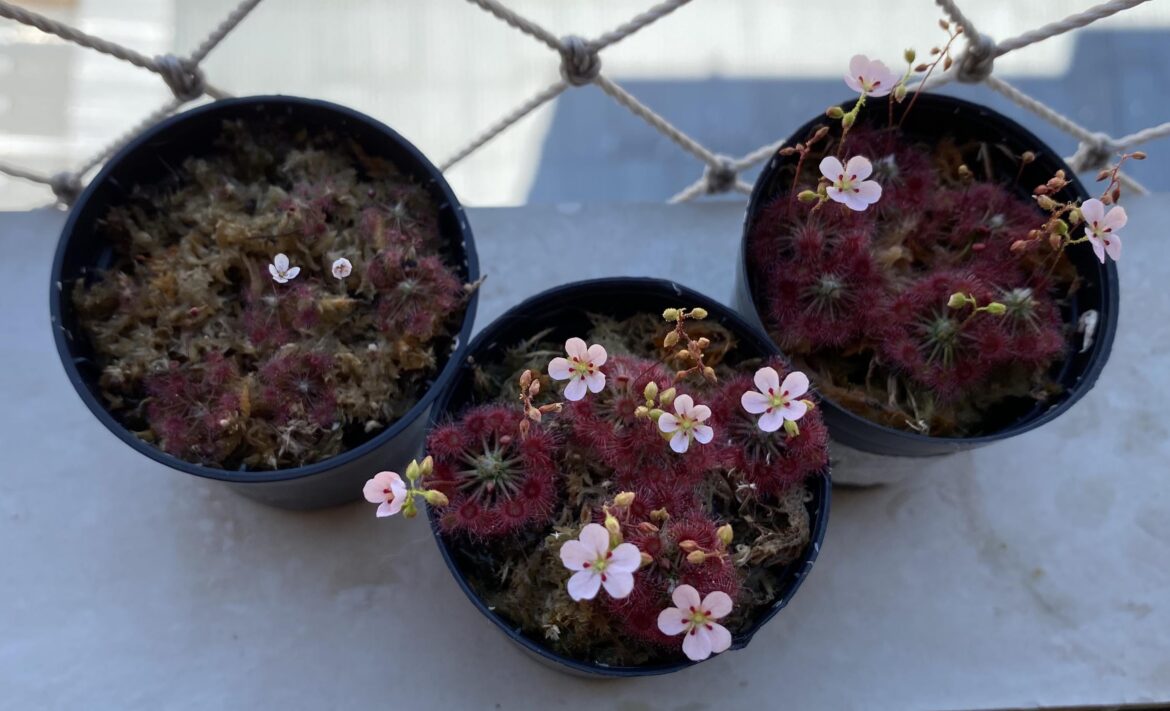 Drosera Closterostigma e whittakeri “mt lofty”