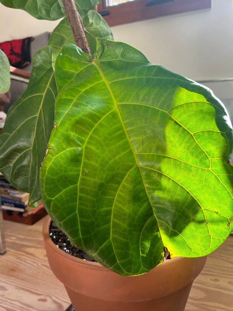 First yellowing/dropping leaf after 3+ months!!? Does it look like stress? First yellowing/dropping leaf after 3+ months!!? Does it look like stress?