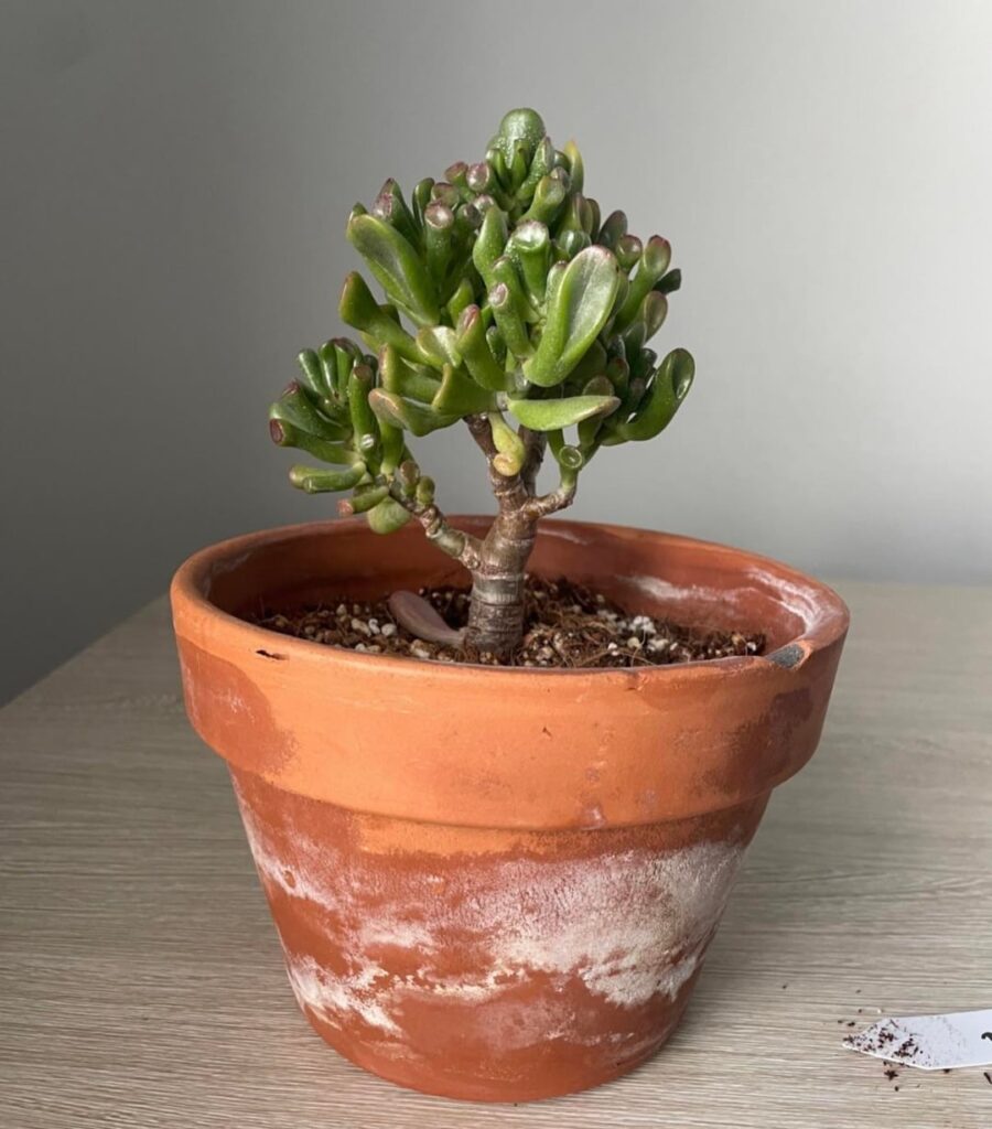 Progress pics of my jade