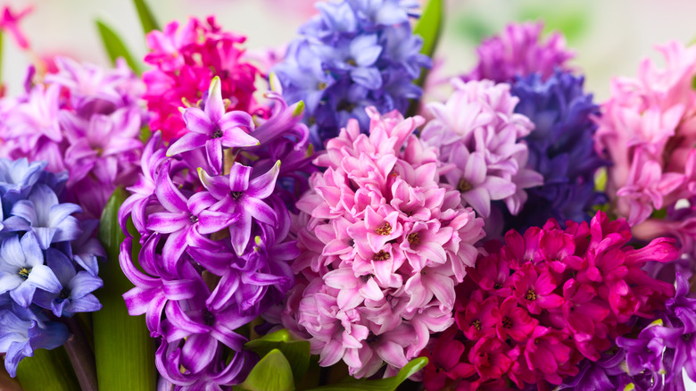 Multicolored pink, purple, and blue hyacinths blooming