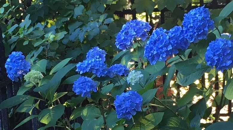 Hydrangea bush with bright blue flowers.
