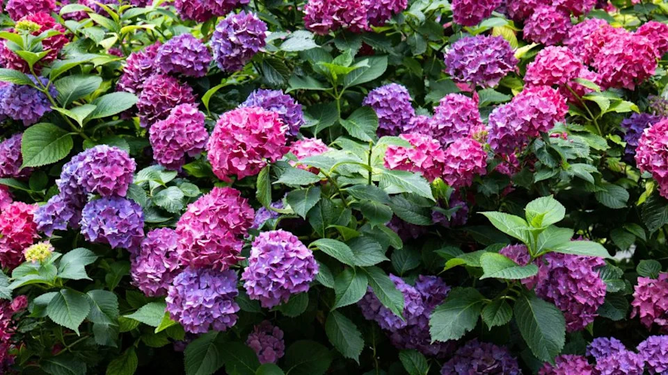 hydrangea bush