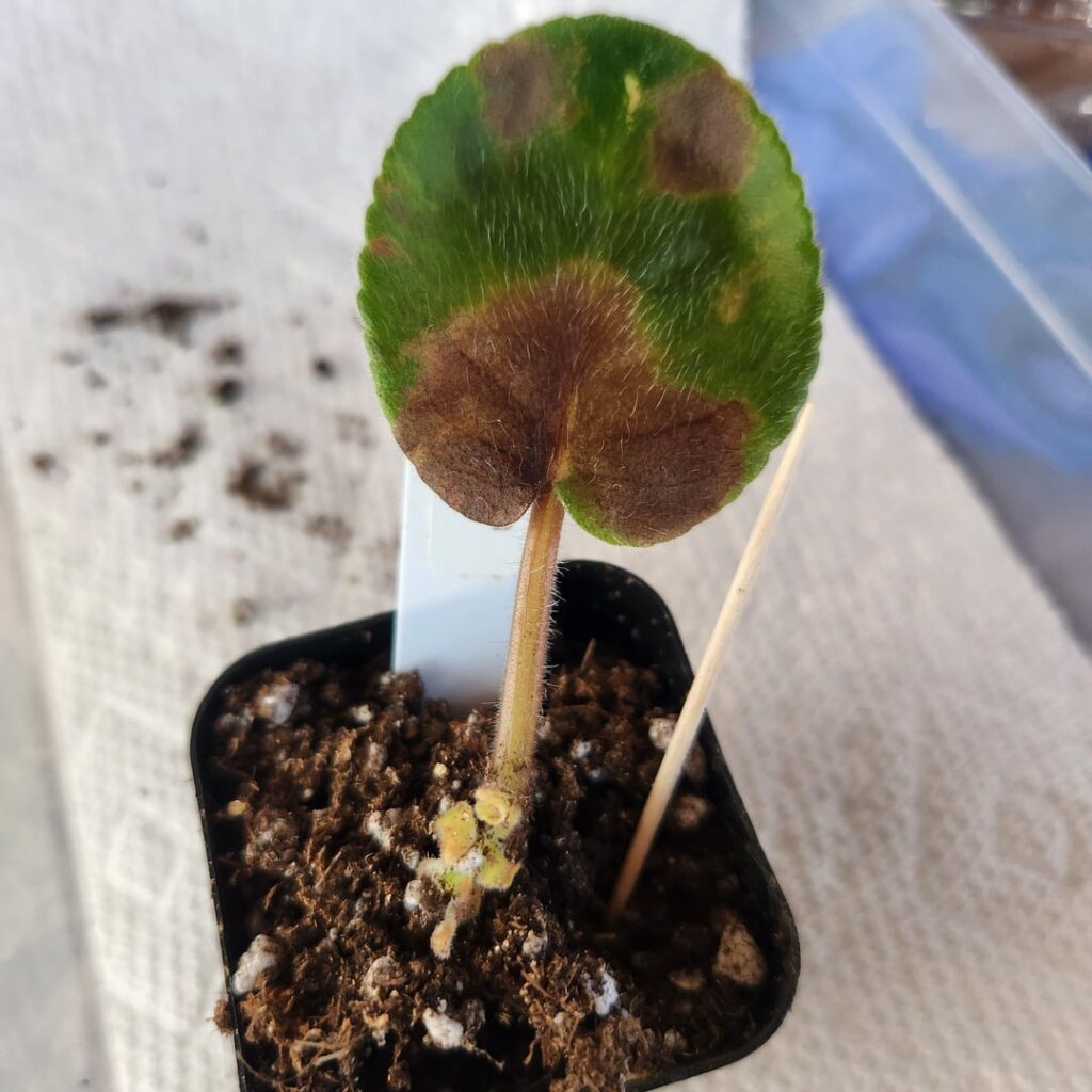 Leaf Prop Salvaging Suggestions