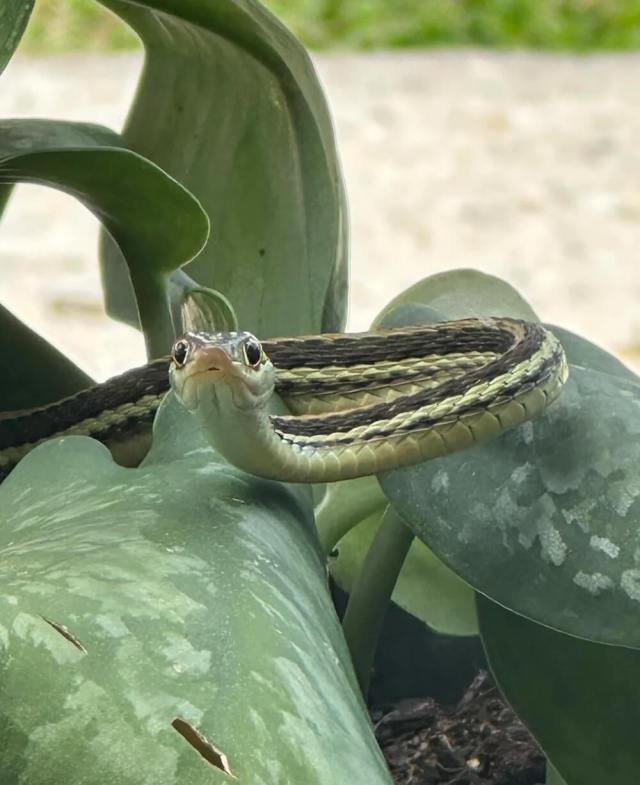 One gardener got a reminder from a baby snake that sometimes the best part of yard work isn't the flowers but the unexpected visitors who show up to enjoy them.