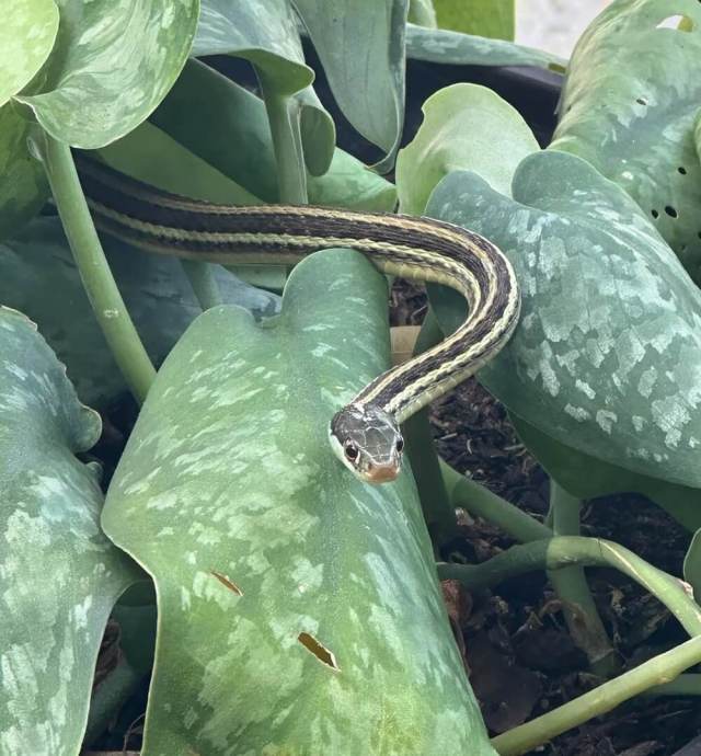 One gardener got a reminder from a baby snake that sometimes the best part of yard work isn't the flowers but the unexpected visitors who show up to enjoy them.