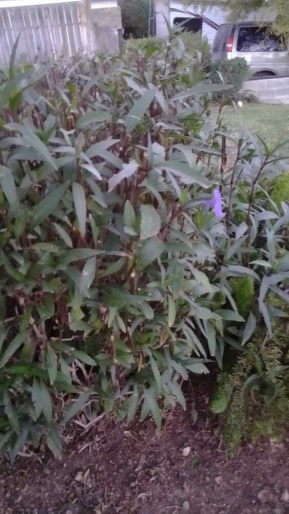A perplexed homeowner sought help from a gardening subreddit to identify and manage a problematic Mexican petunia.