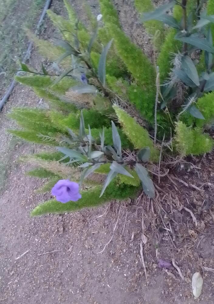 A perplexed homeowner sought help from a gardening subreddit to identify and manage a problematic Mexican petunia.