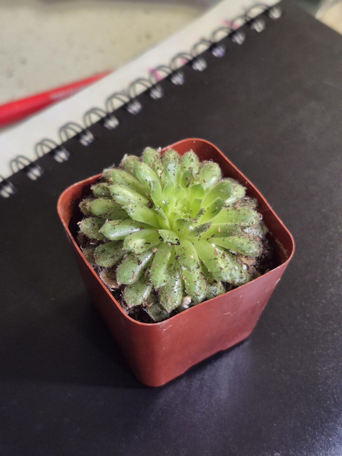 What kind of succubus is this and how do I care for it?