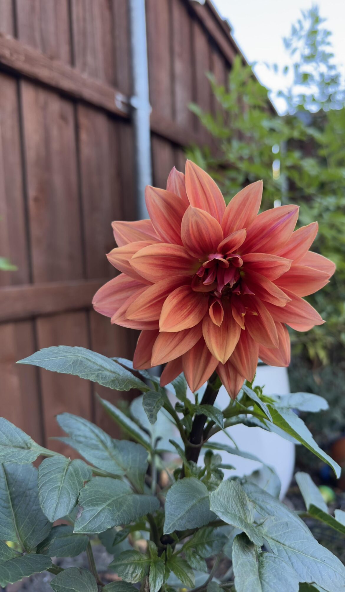 Fall Bloom