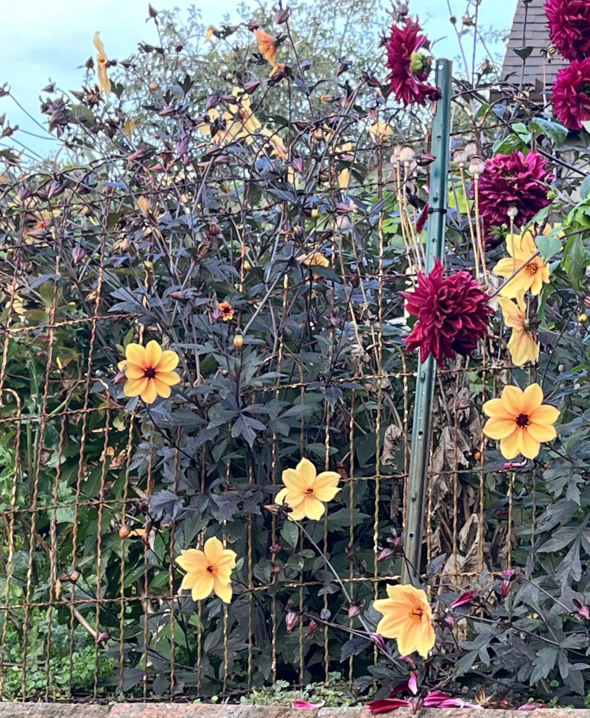 What’s this yellow-peach variety?