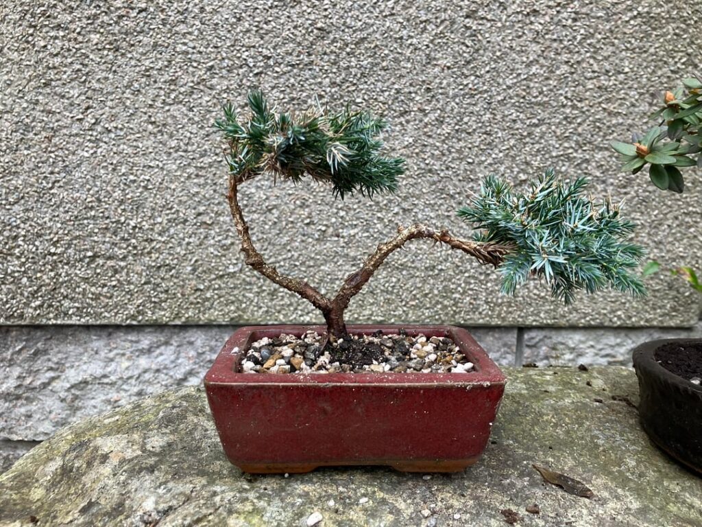 Juniper “Blue Star” 2 year progression