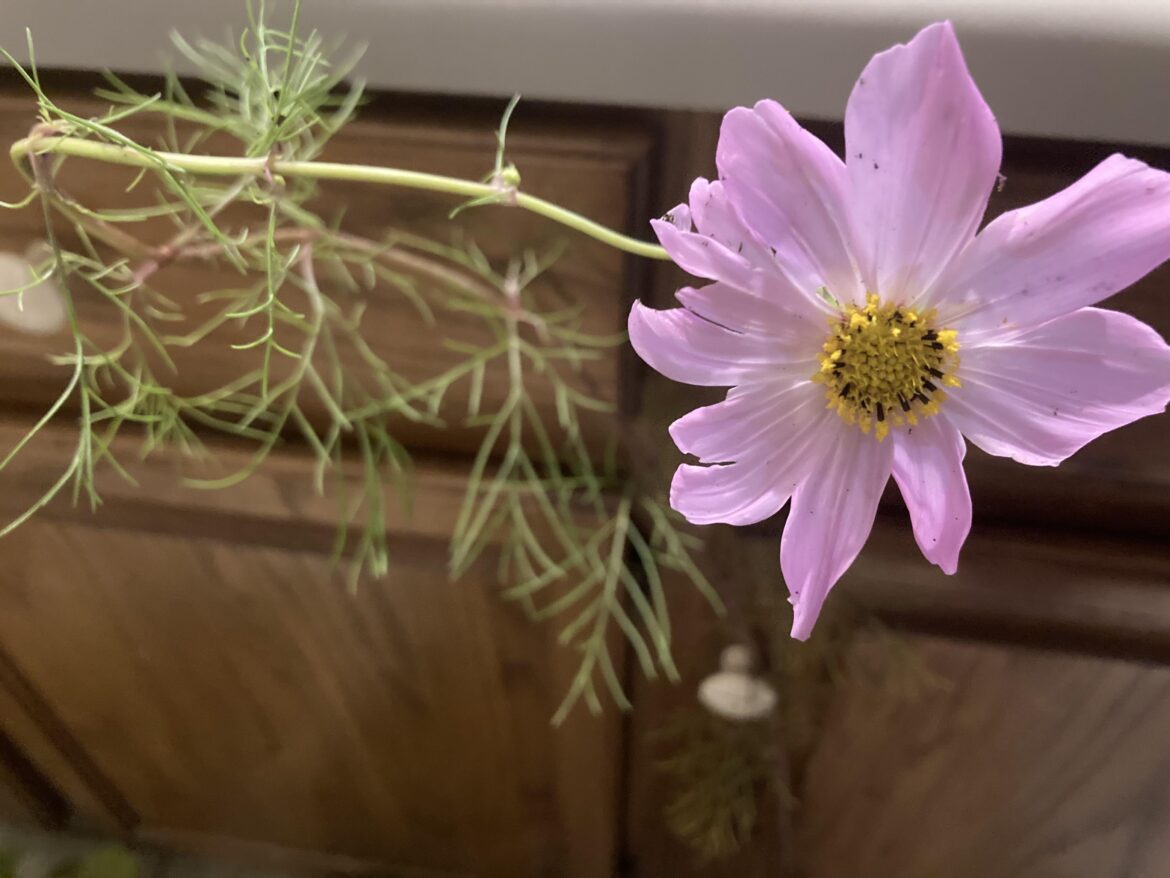 3ft single flower that grew from mystery seed that coworker bought on Internet. What is it?