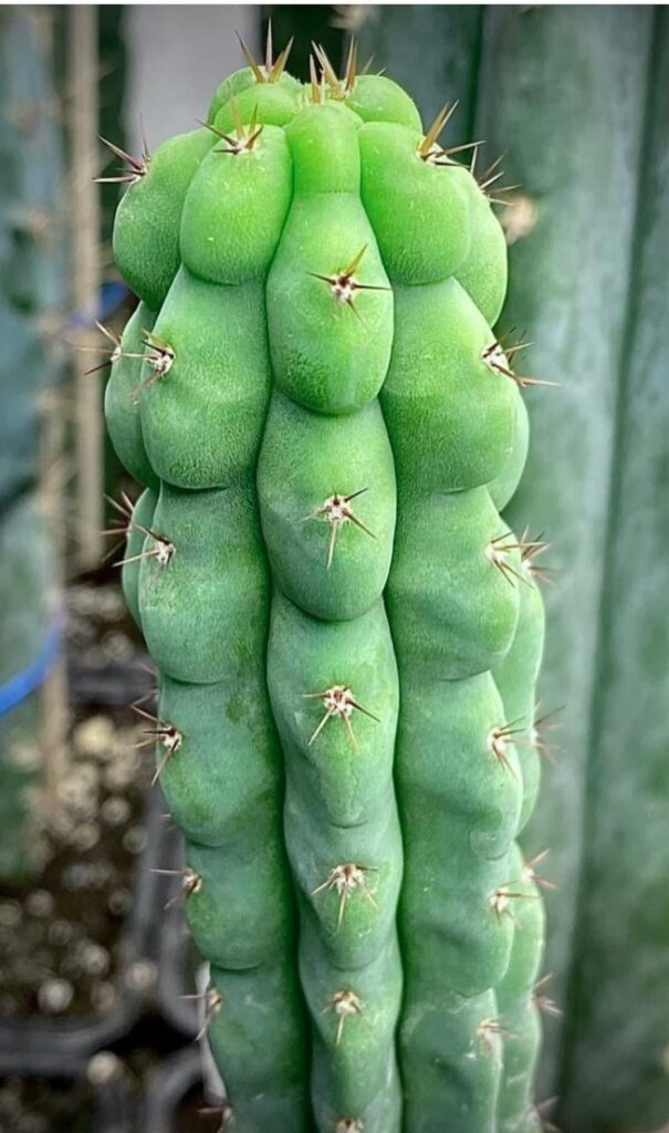 Why do some specimens get named and proliferate and others don’t? Why do some specimens get named and proliferate and others don’t?