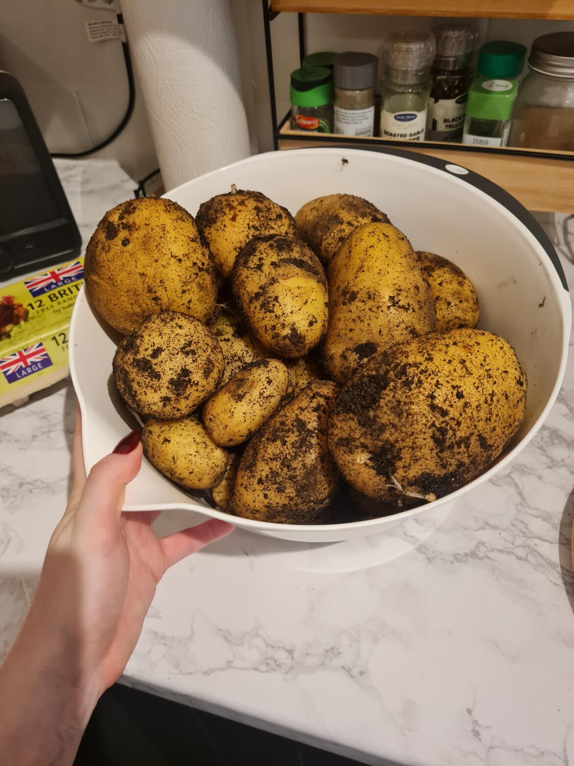 Behold! My accidentally grown potatoes