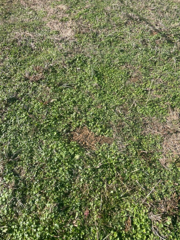 Can someone help me identify this? 8B Arkansas