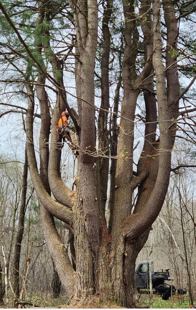 Octopine, deadwood pruning. The leader on the right came out in a micro burst, saved a chunk for the sentiment.