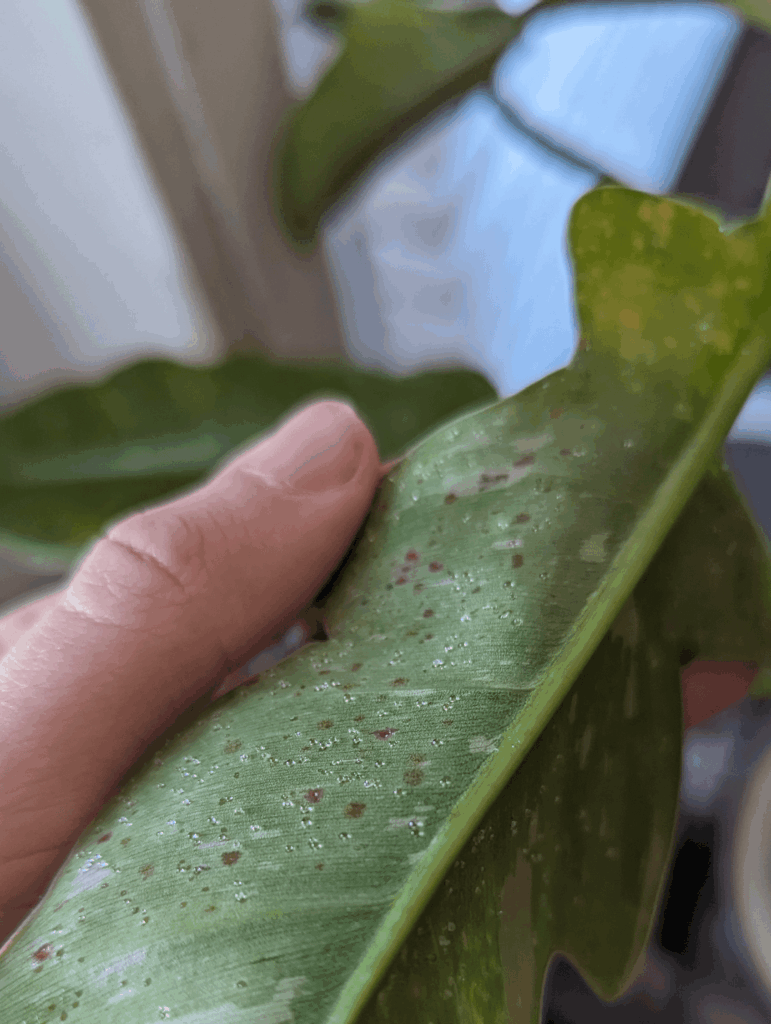 What's this on my philodendron?