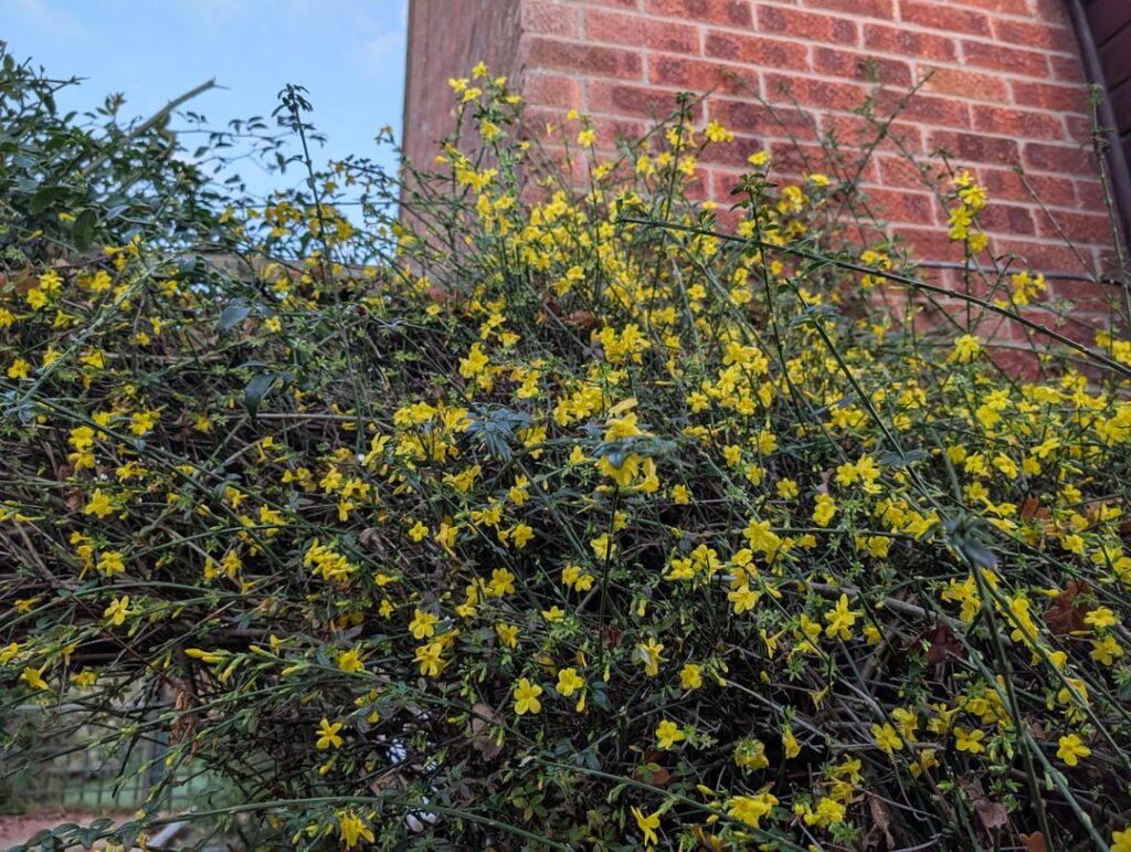 Mid UK in winter, why is my forsythia flowering?