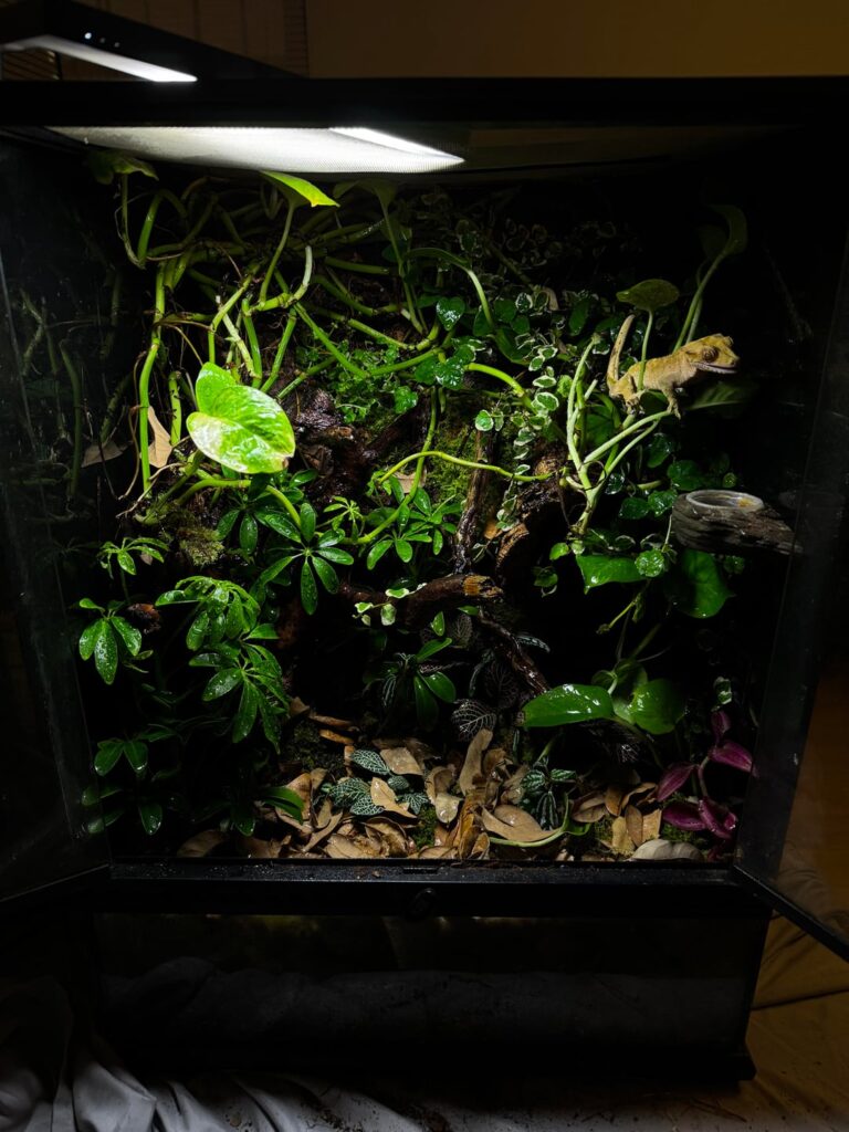 2nd vivarium build