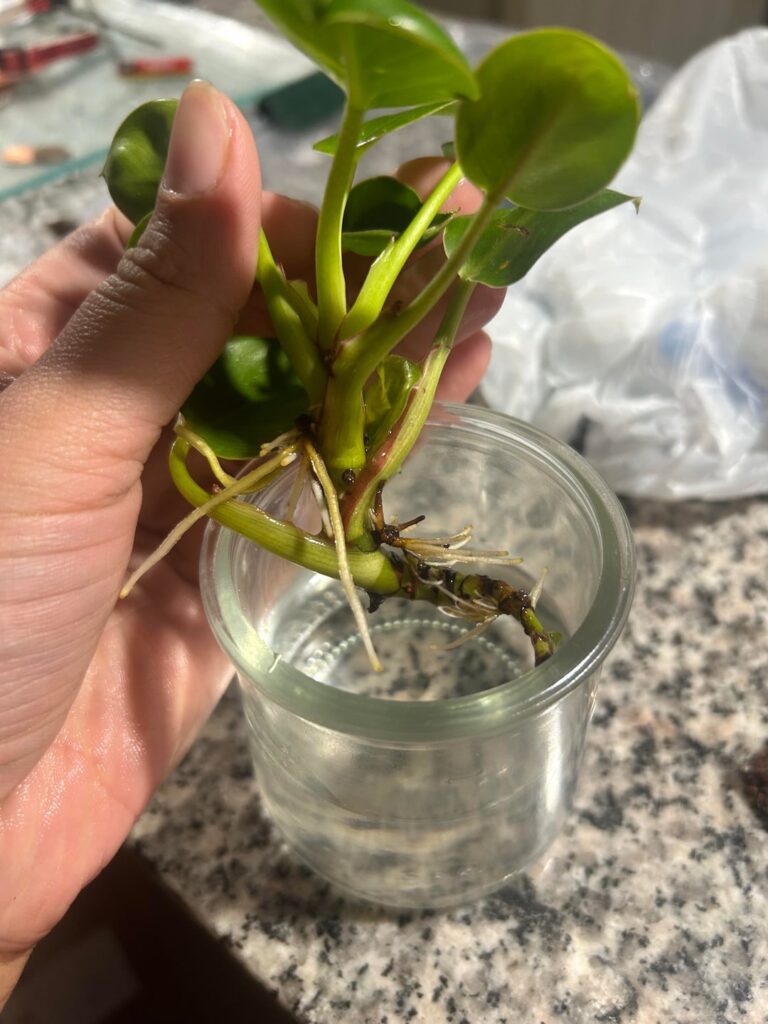When is it time to plant? When is it time to plant?