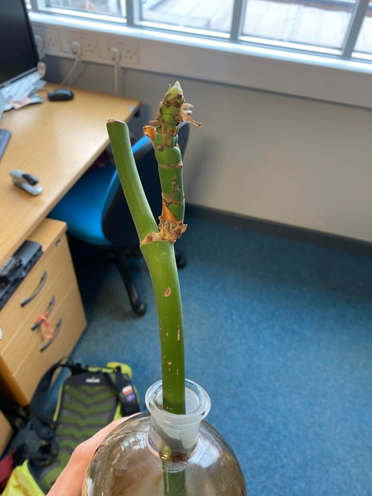 Help needed to make this a cool aquatic ecosphere